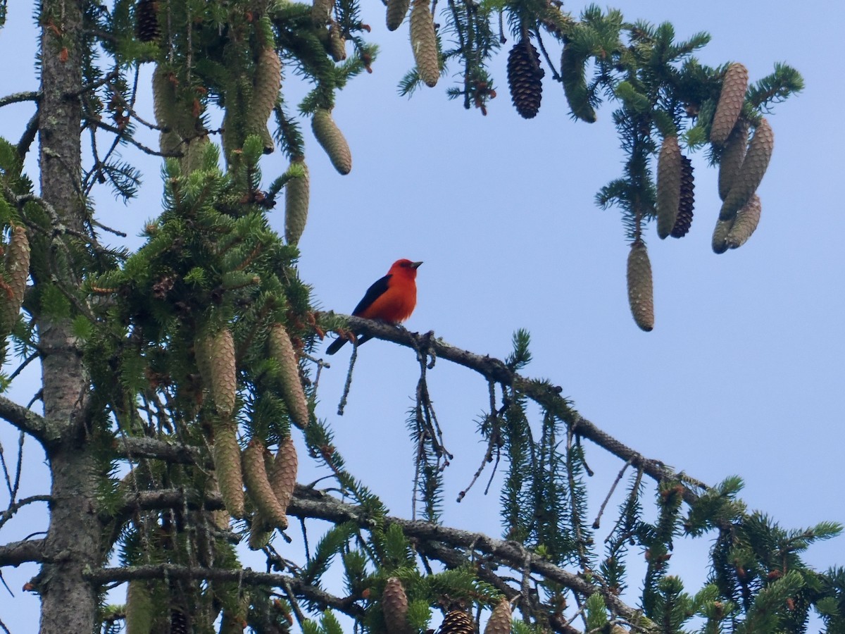 Scarlet Tanager - ML587601221
