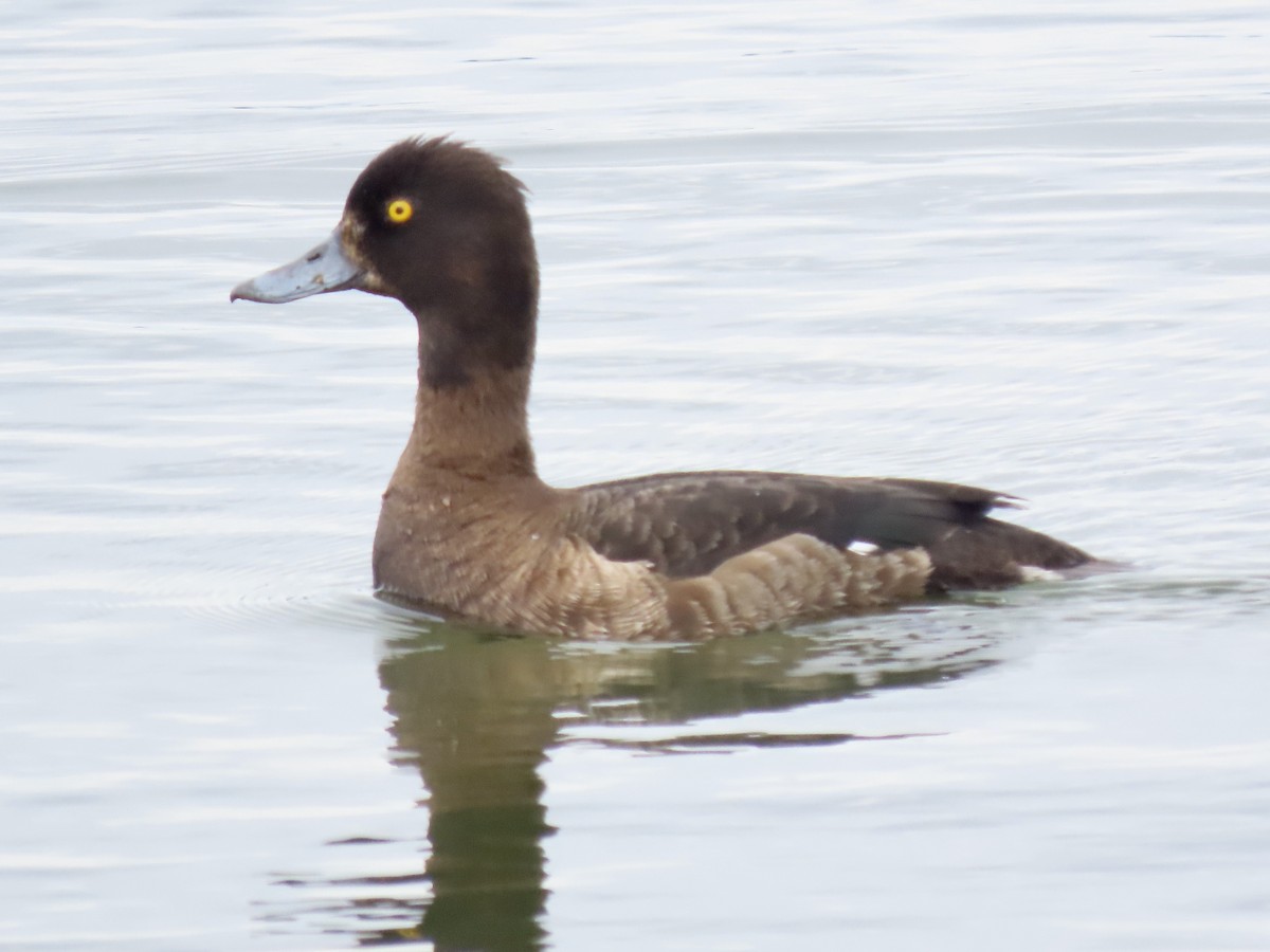 Tufted Duck - Gerry Hawkins