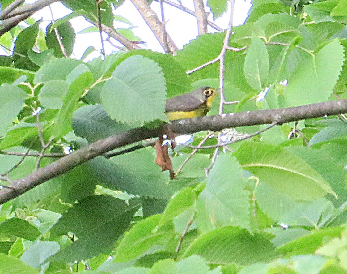 Canada Warbler - ML587602221