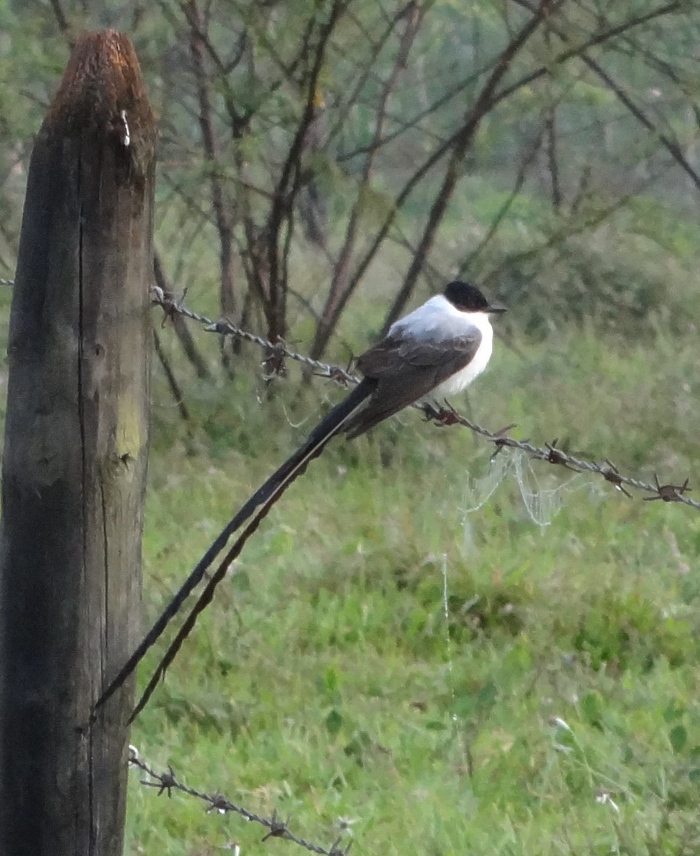 Fork-tailed Flycatcher - ML58760271