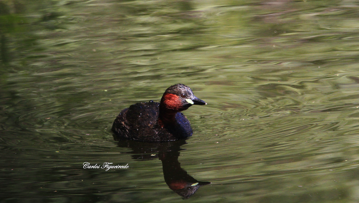 Little Grebe - ML587603931