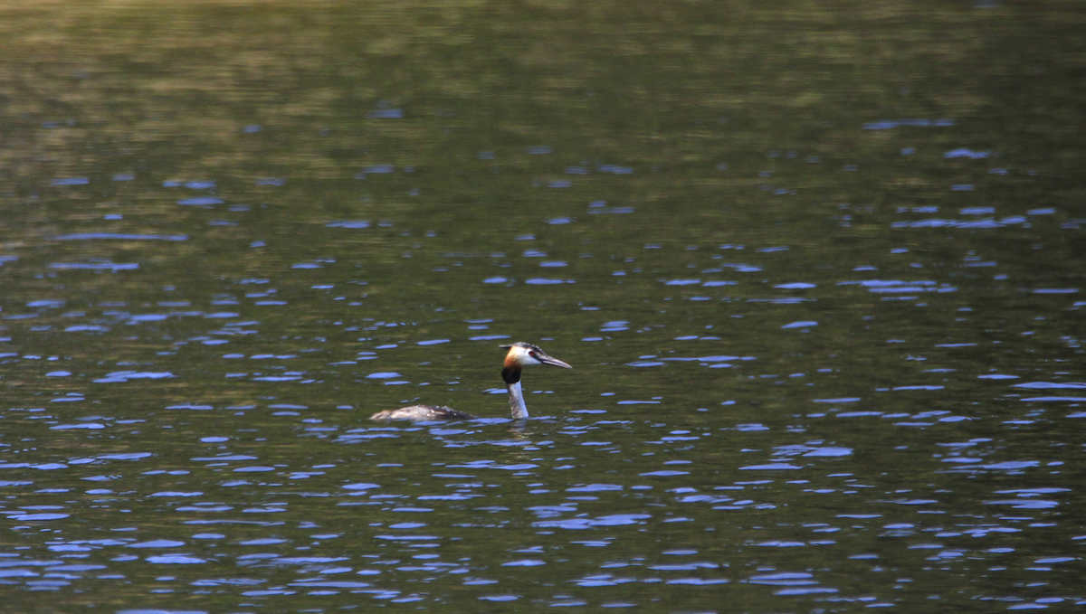 Great Crested Grebe - ML587603951