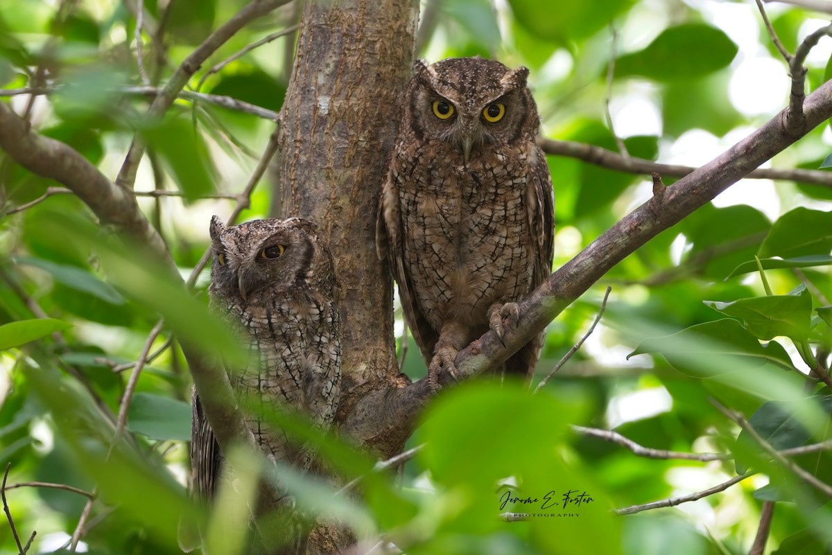 Tropical Screech-Owl - Jerome Foster