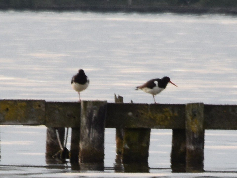 Eurasian Oystercatcher - ML587604281