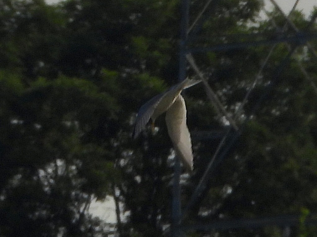 Least Tern - ML587605521