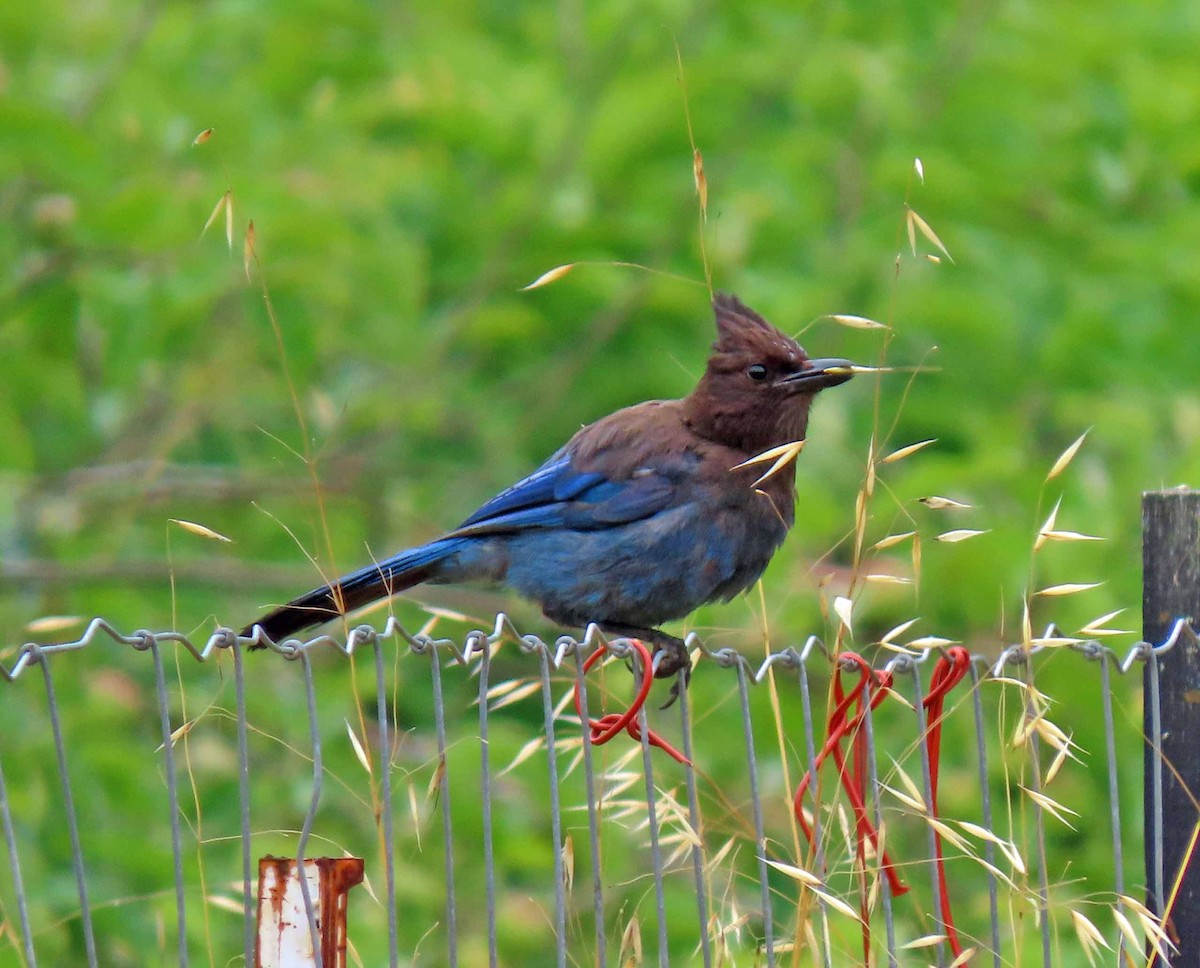 Steller's Jay - ML587605961