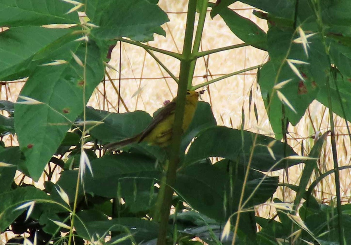 Wilson's Warbler - ML587606251