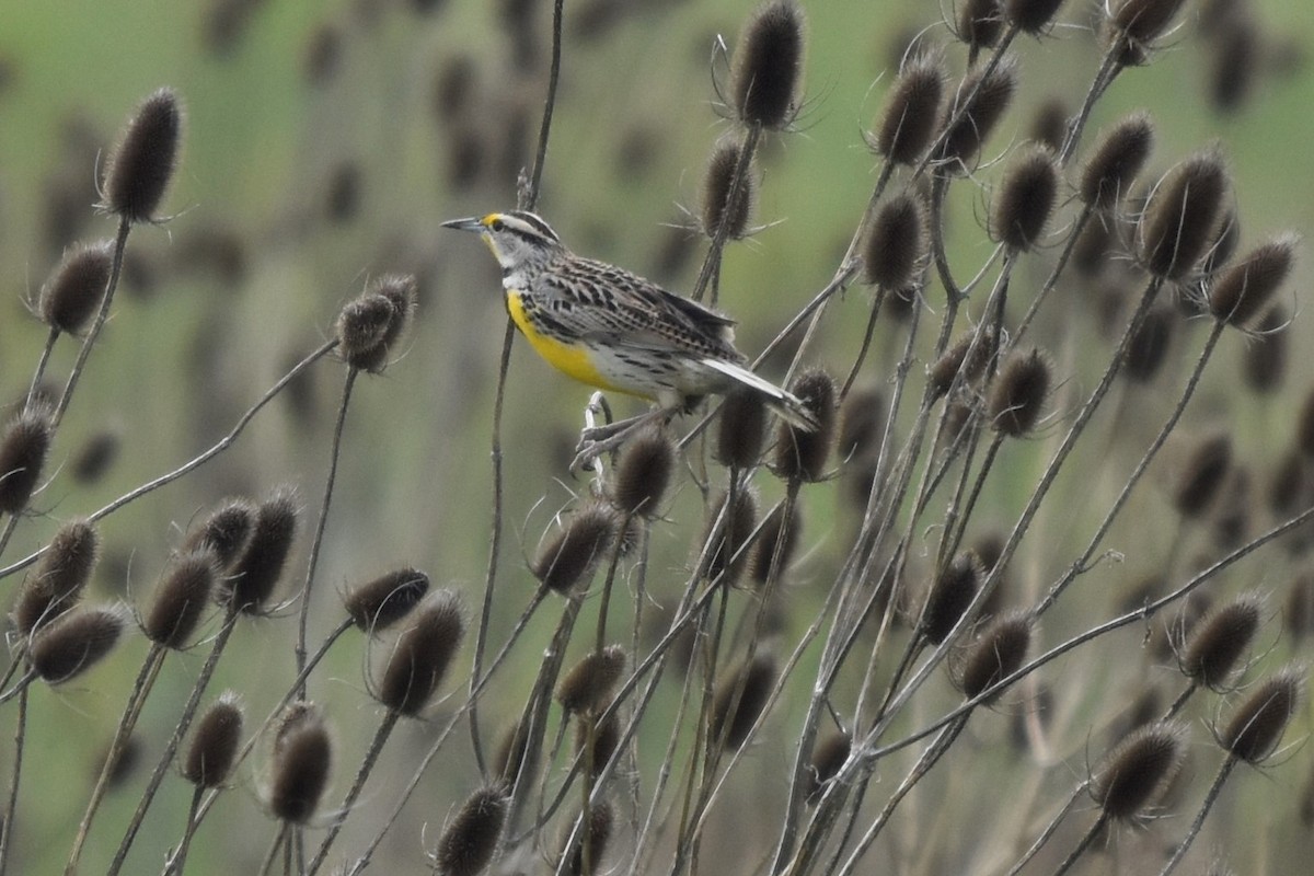 Eastern Meadowlark - ML587606271