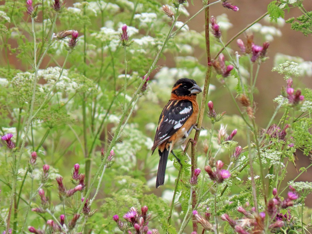 Cardinal à tête noire - ML587606431