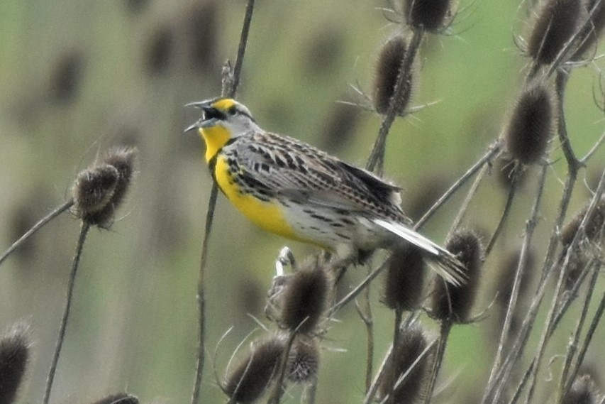 Eastern Meadowlark - ML587606761