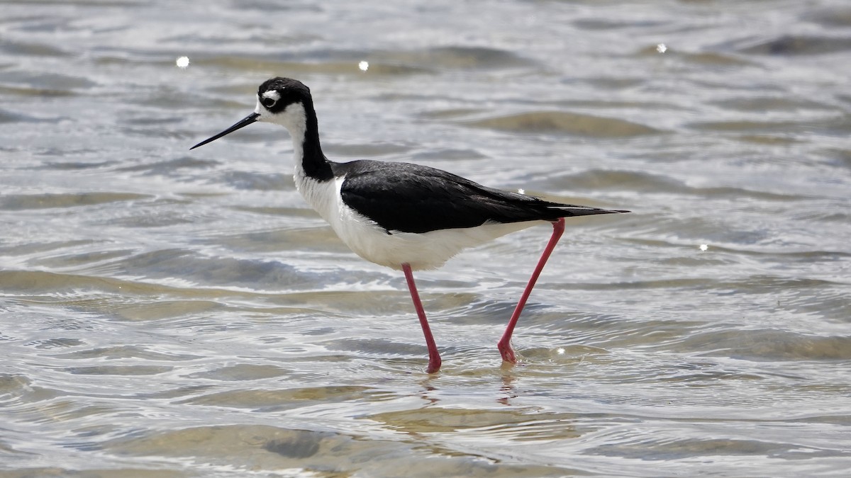 Black-necked Stilt - ML587609231