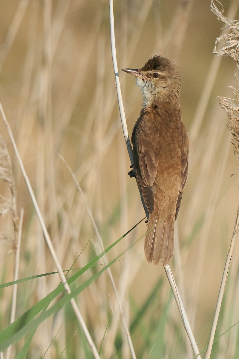 Great Reed Warbler - Miguel Rouco