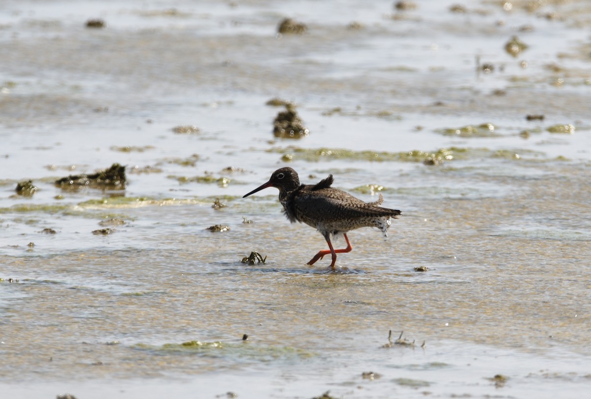 Common Redshank - ML587610641