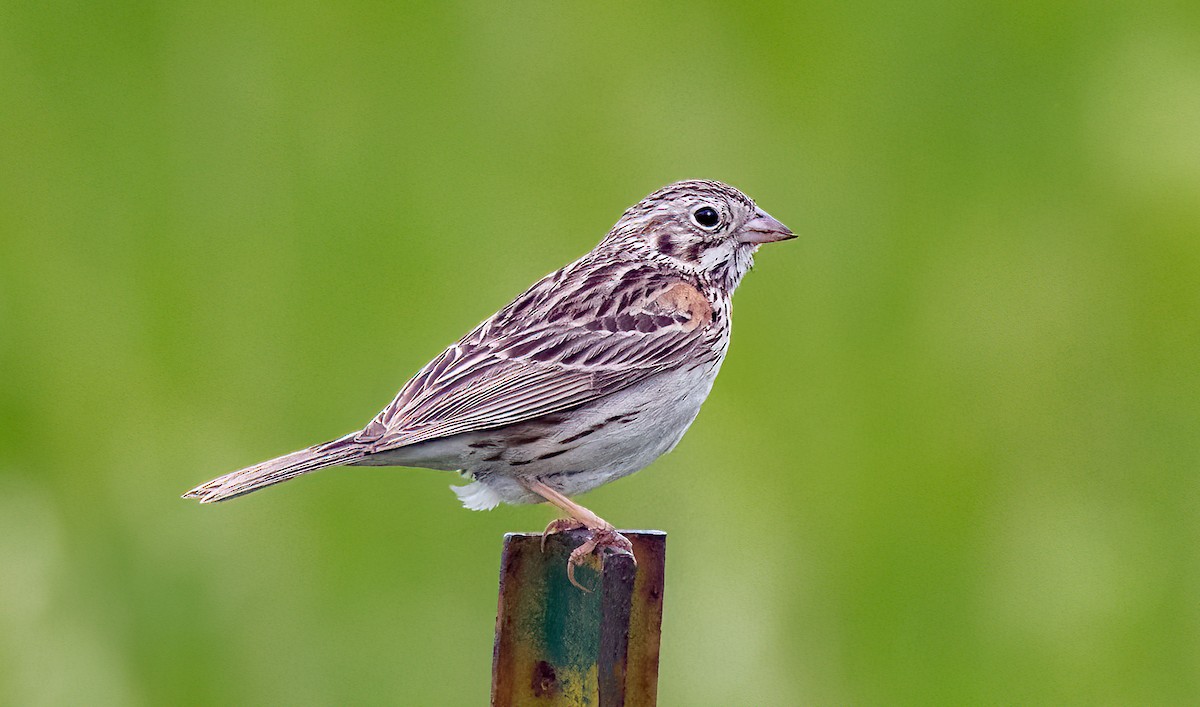 Vesper Sparrow - ML587611431