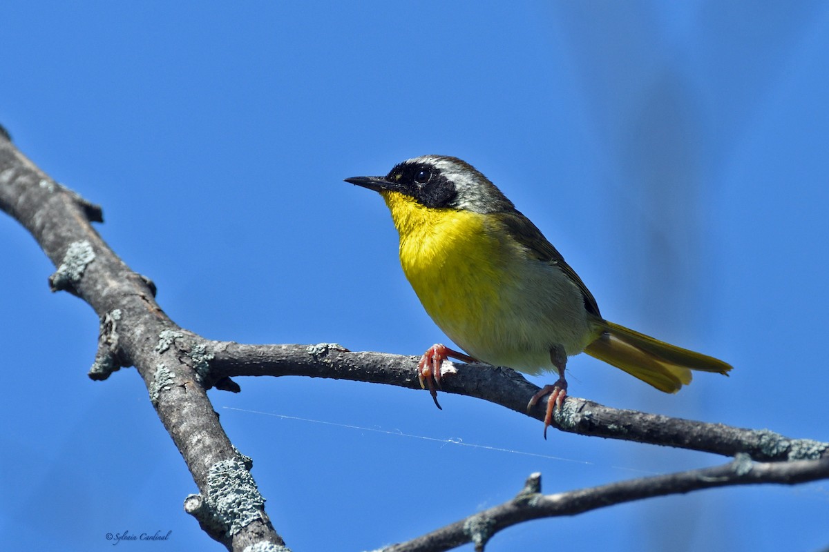 Common Yellowthroat - Sylvain Cardinal