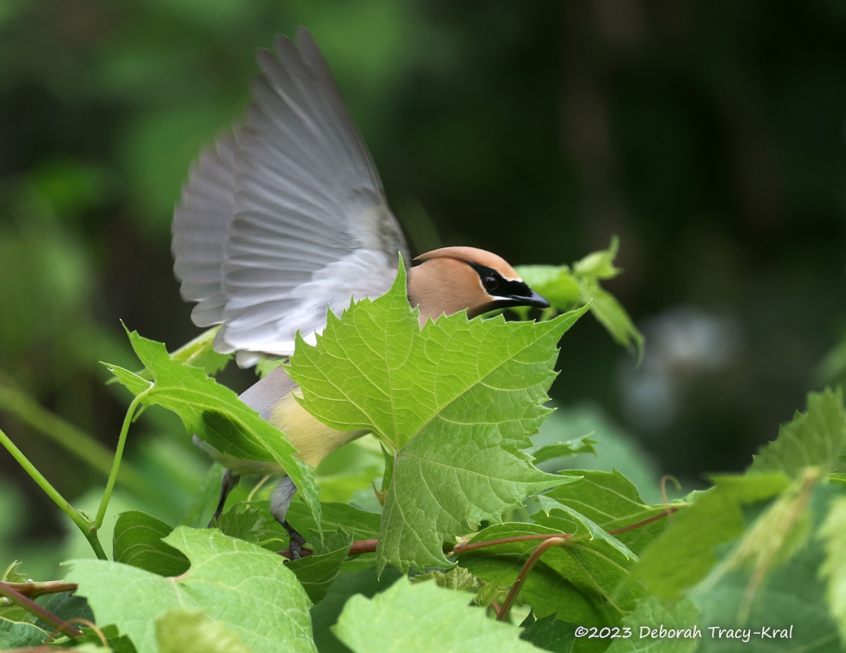 Cedar Waxwing - Deborah Kral