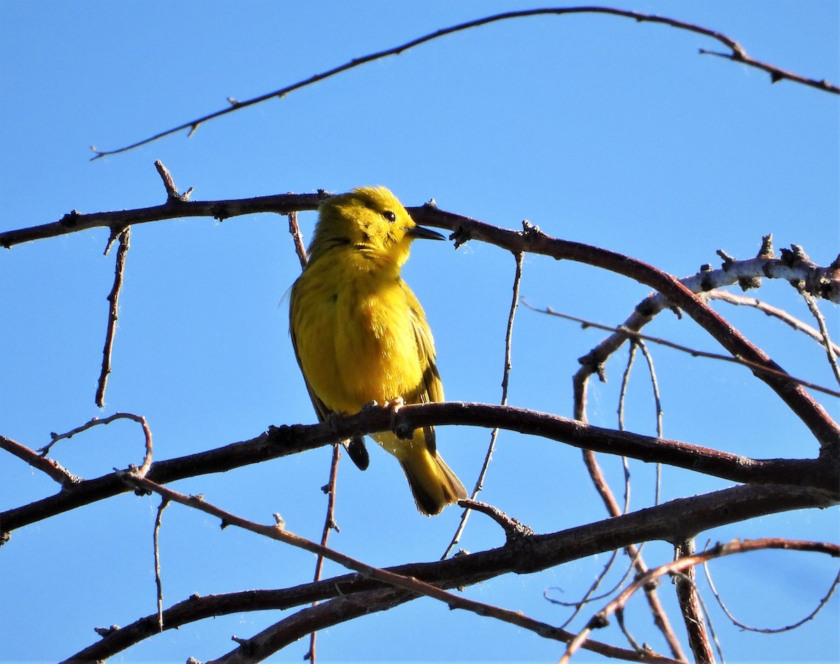 Yellow Warbler (Northern) - ML587615081