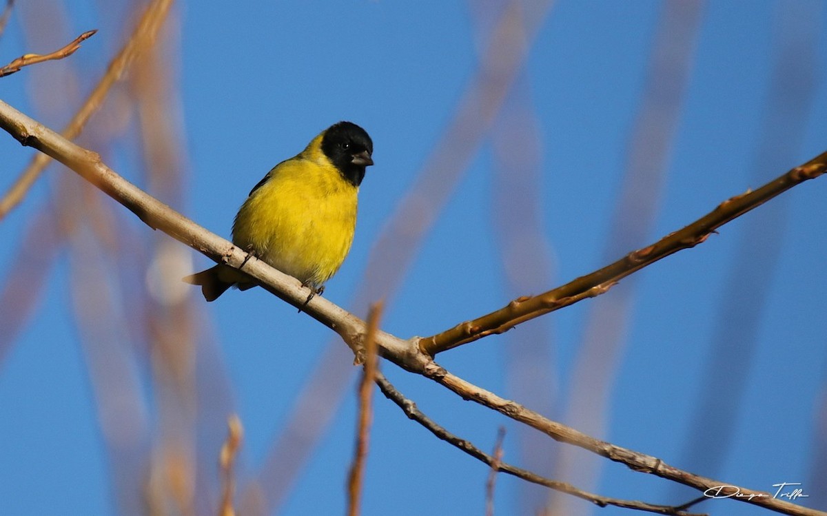 Hooded Siskin - ML587615751