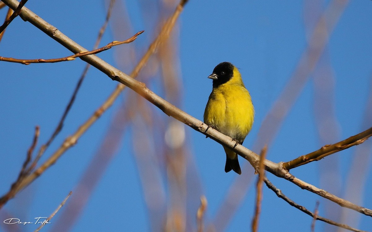 Hooded Siskin - ML587615761