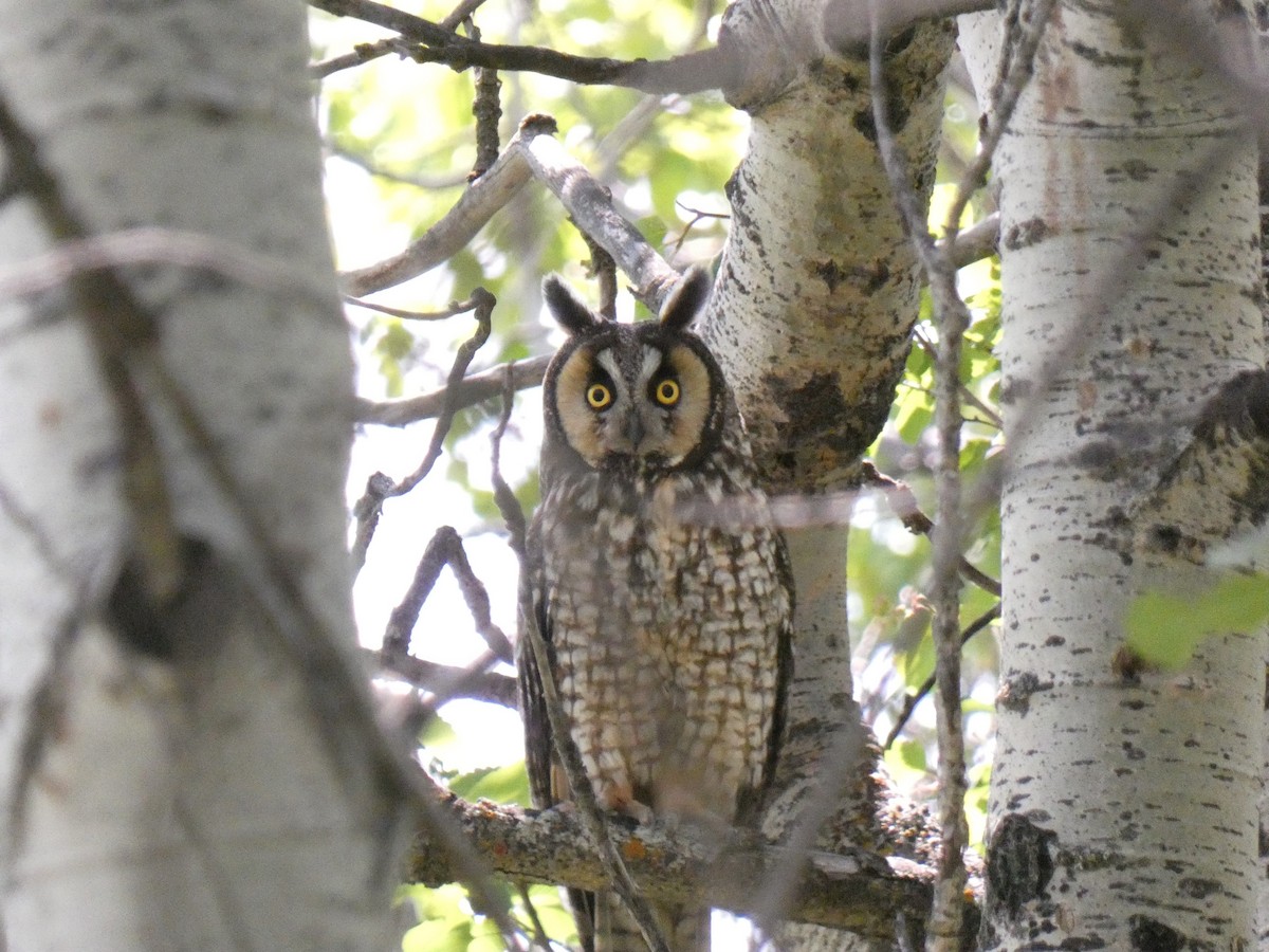 Long-eared Owl - ML587616761