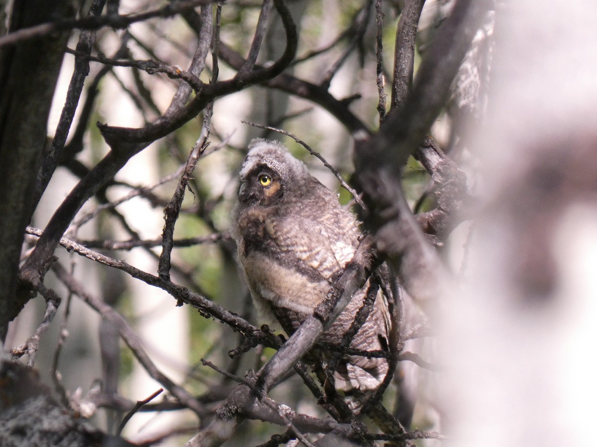 Long-eared Owl - ML587616791