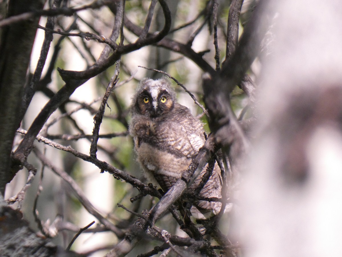 Long-eared Owl - ML587617061