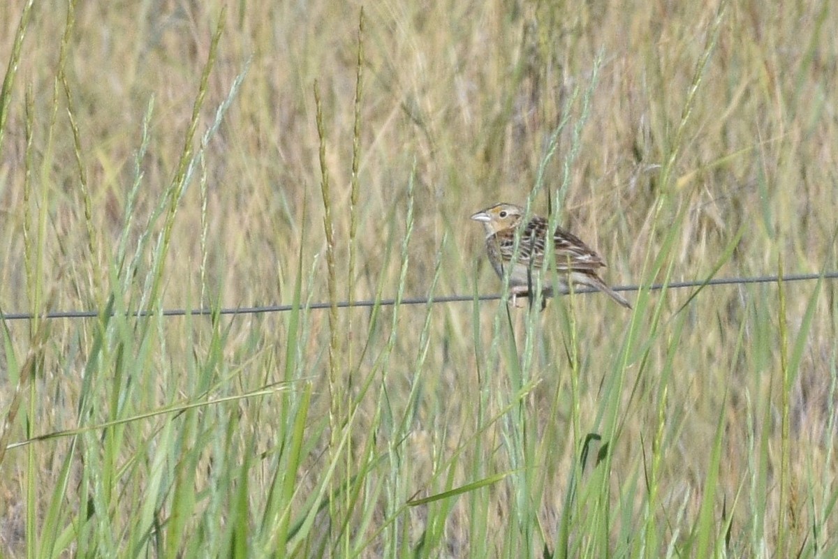 Grasshopper Sparrow - ML587617351