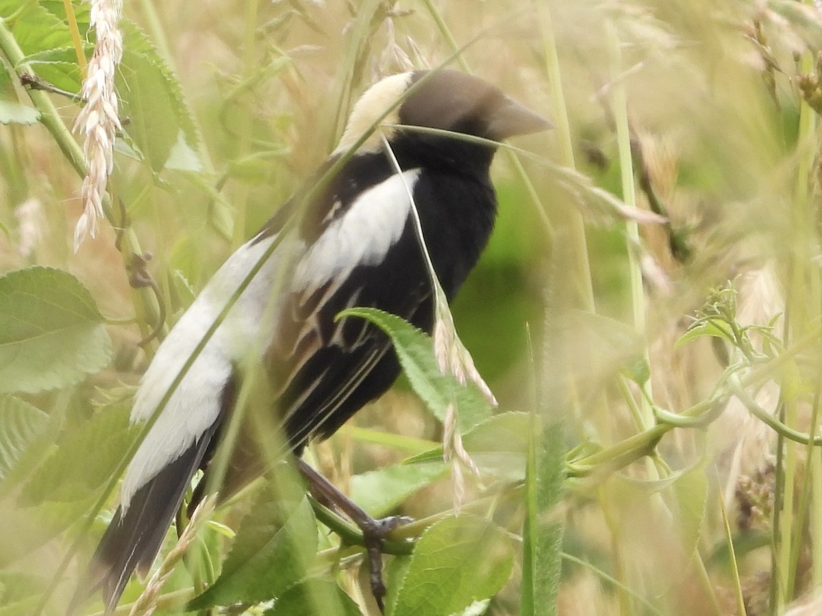 bobolink americký - ML587617371