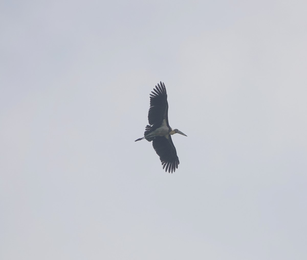 Lesser Adjutant - Duane Morse