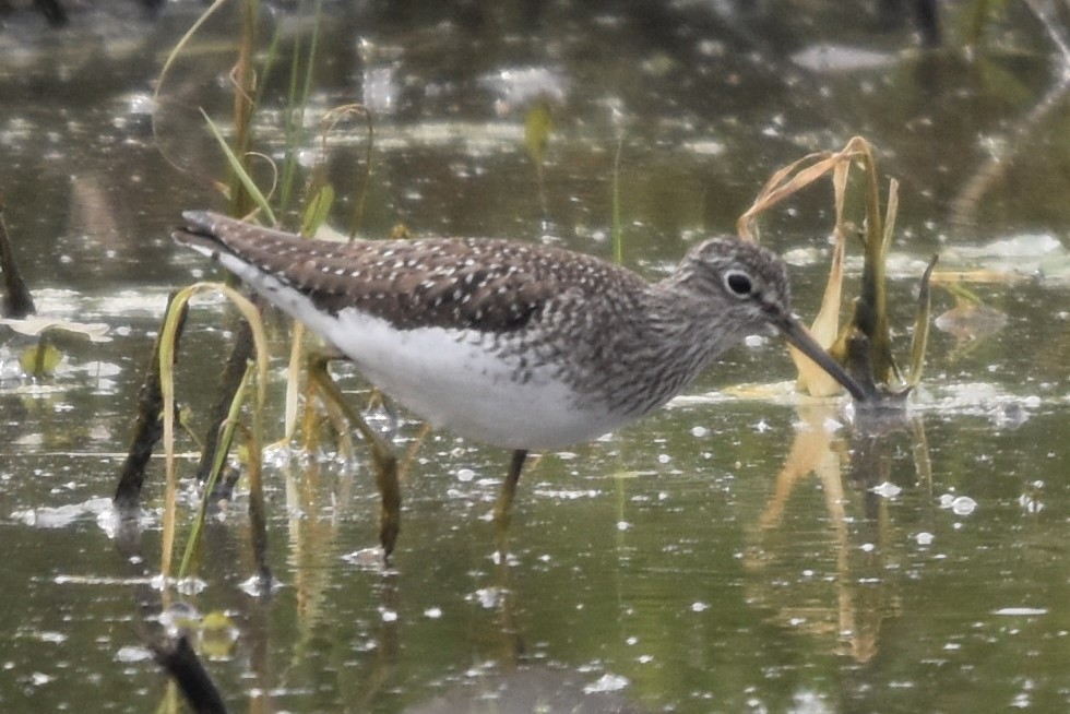 Solitary Sandpiper - ML587619601