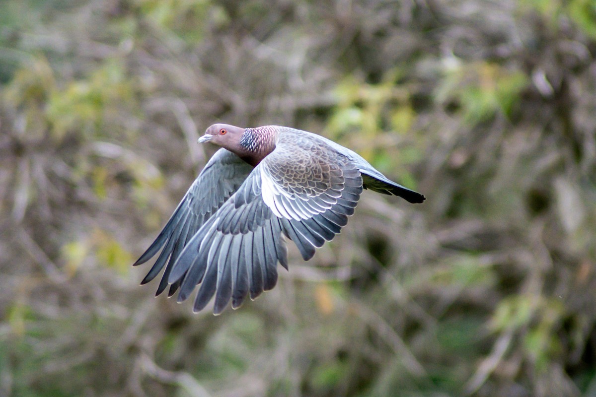 Picazuro Pigeon - ML587621201