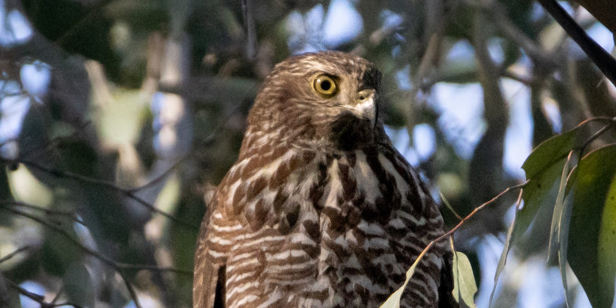 Collared Sparrowhawk - ML587622561