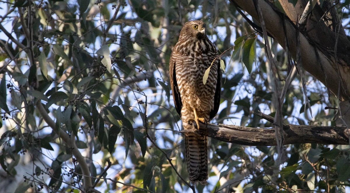 Collared Sparrowhawk - ML587622571