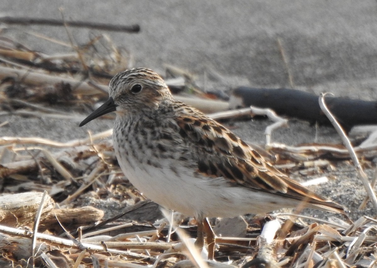 Least Sandpiper - ML58762421