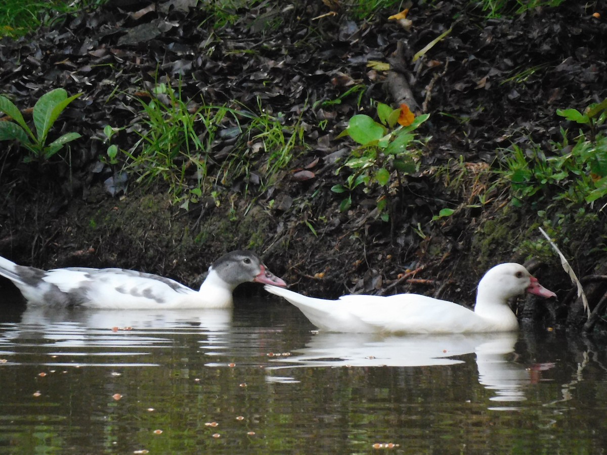 Muscovy Duck (Domestic type) - ML587627421