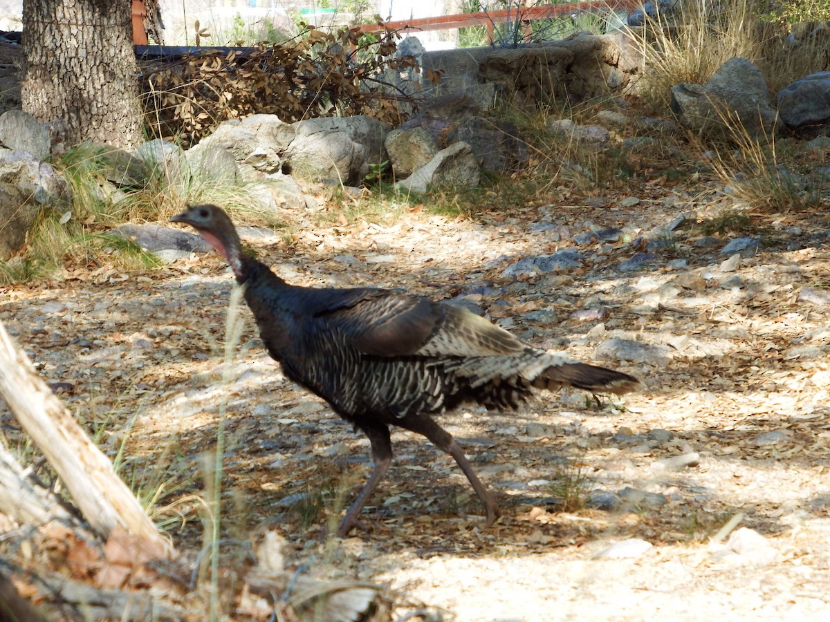 Wild Turkey - ML587627981