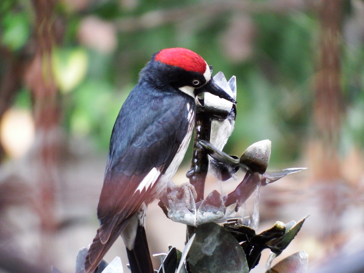 Acorn Woodpecker - ML587628421