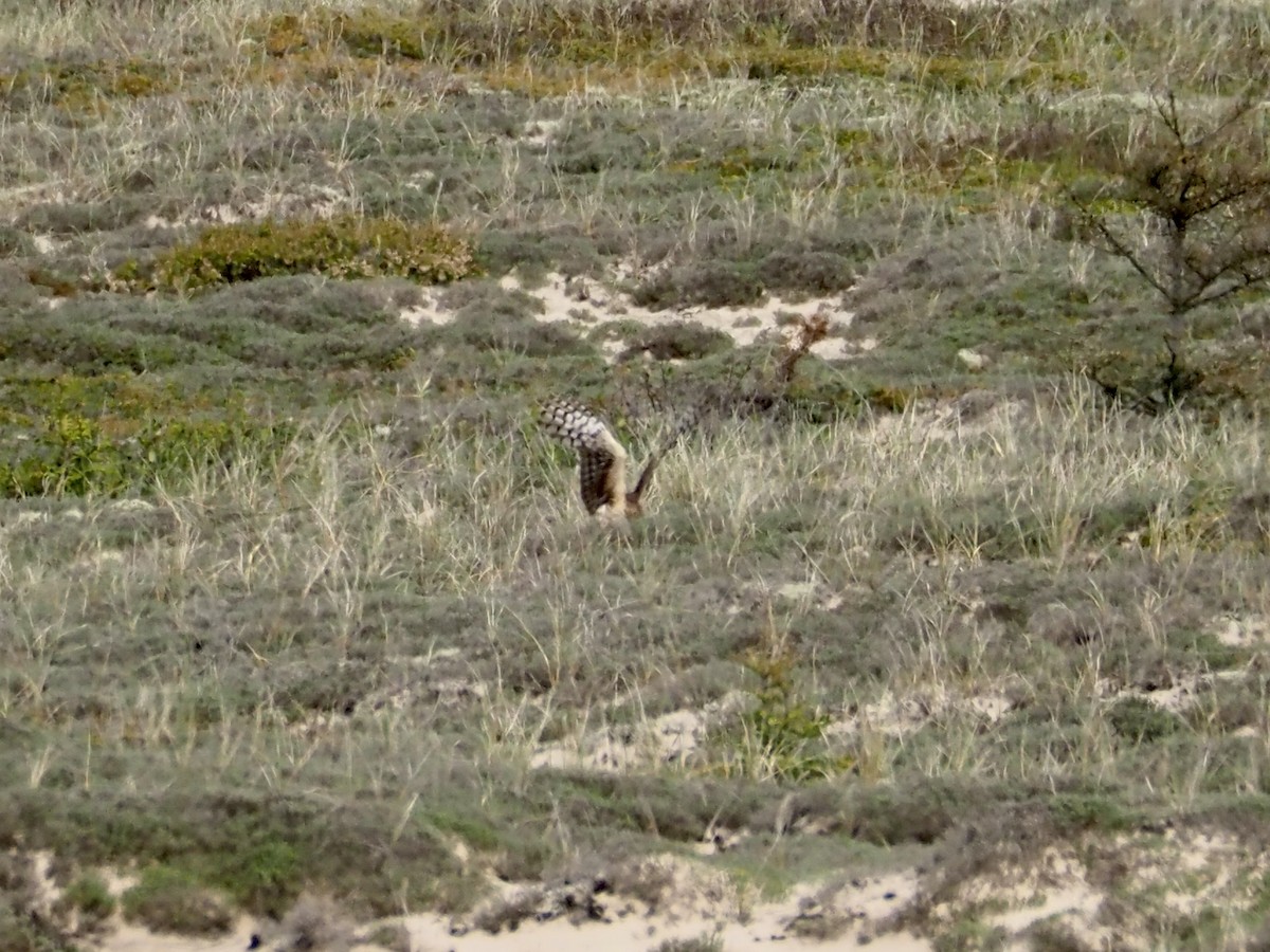 Northern Harrier - ML587629541