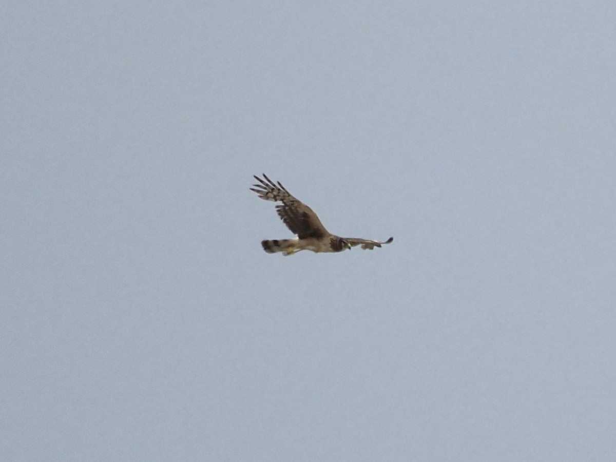 Northern Harrier - ML587629551