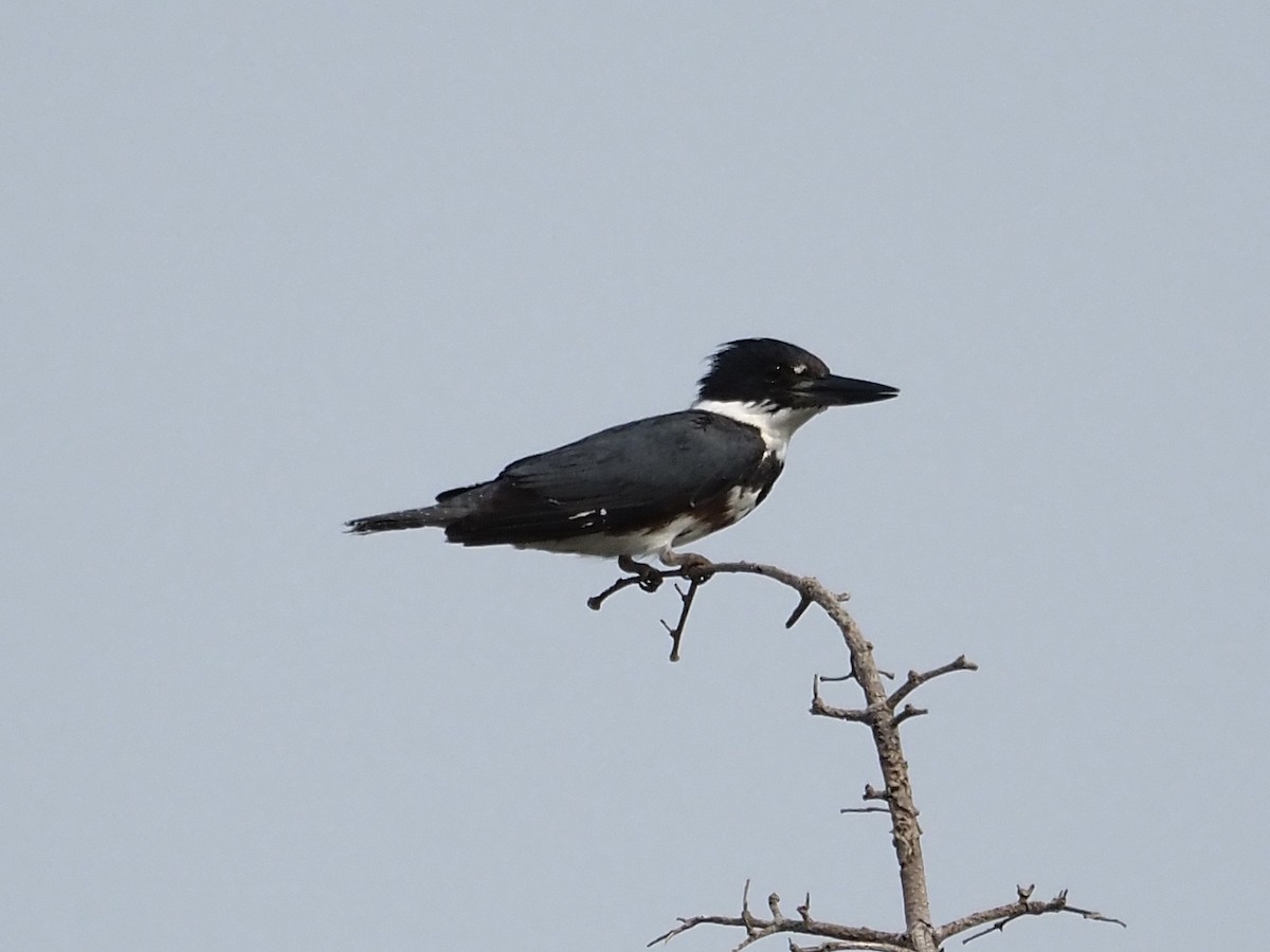 Belted Kingfisher - ML587629691