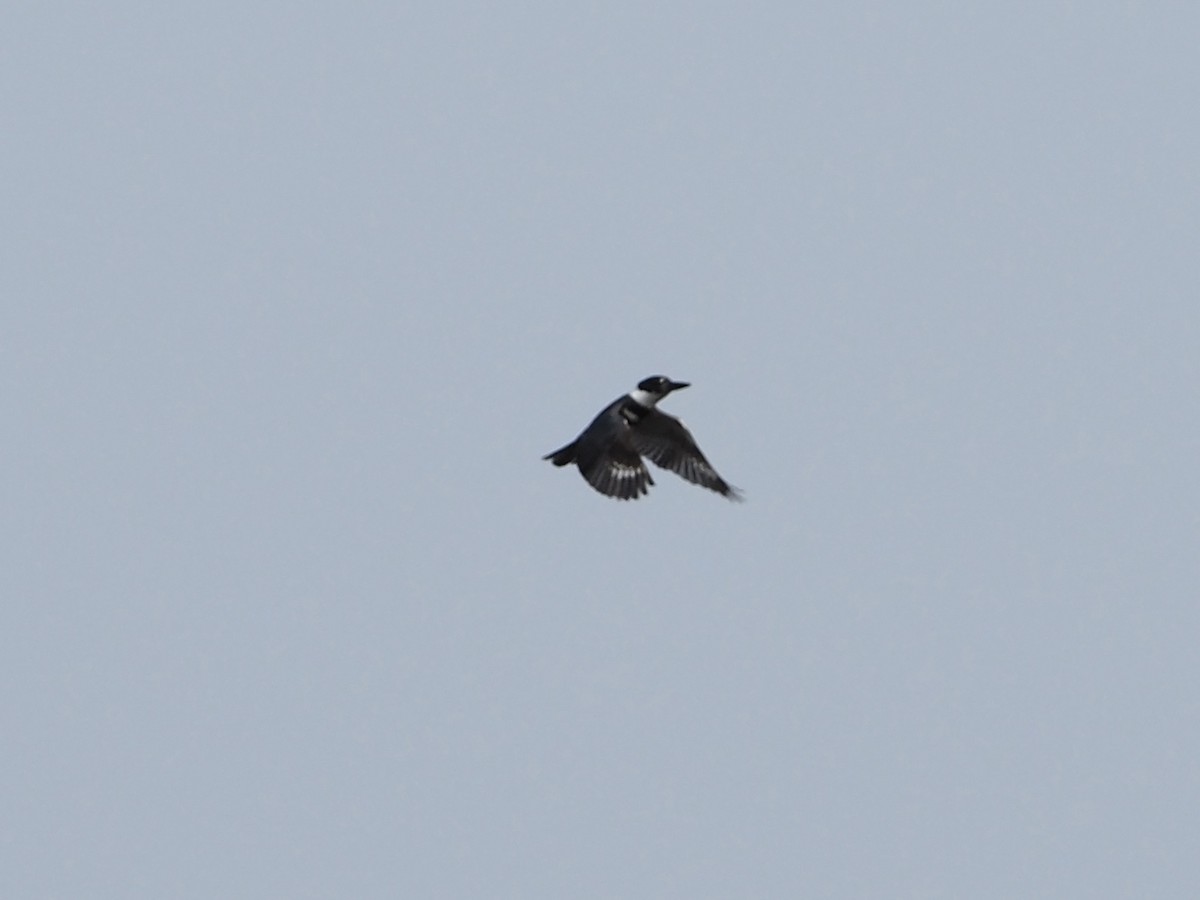 Belted Kingfisher - ML587629701