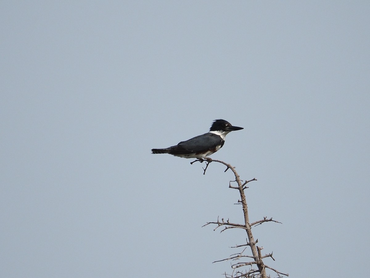 Belted Kingfisher - ML587629711