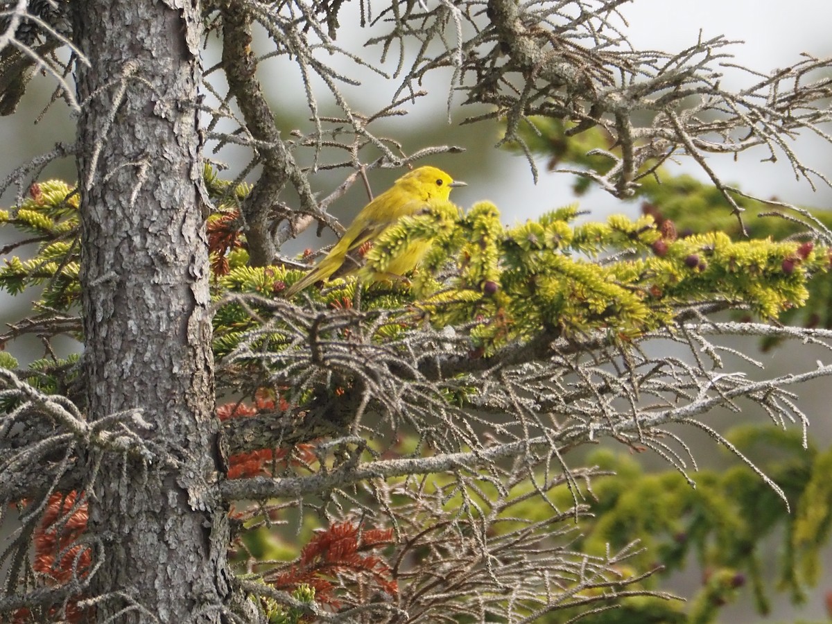 Yellow Warbler - ML587629821