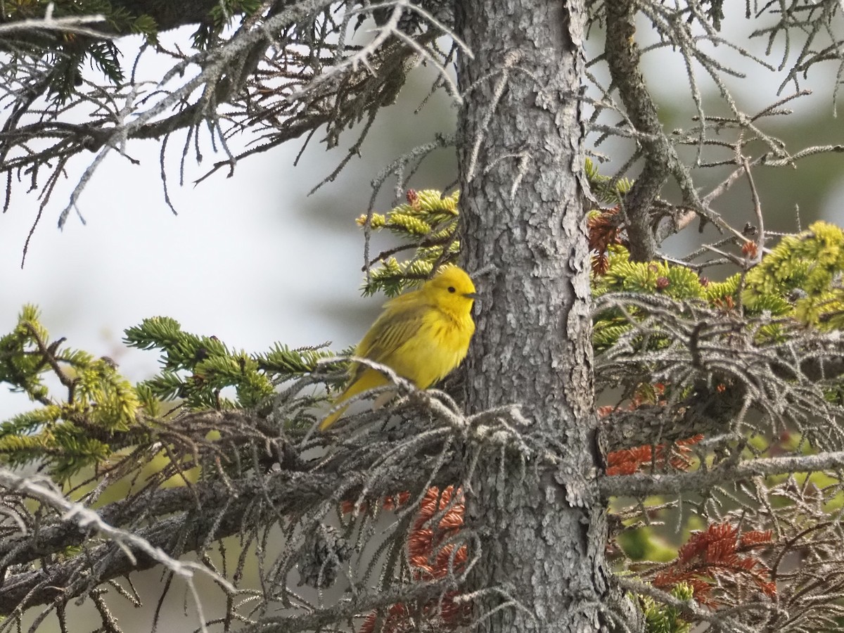 Yellow Warbler - ML587629831