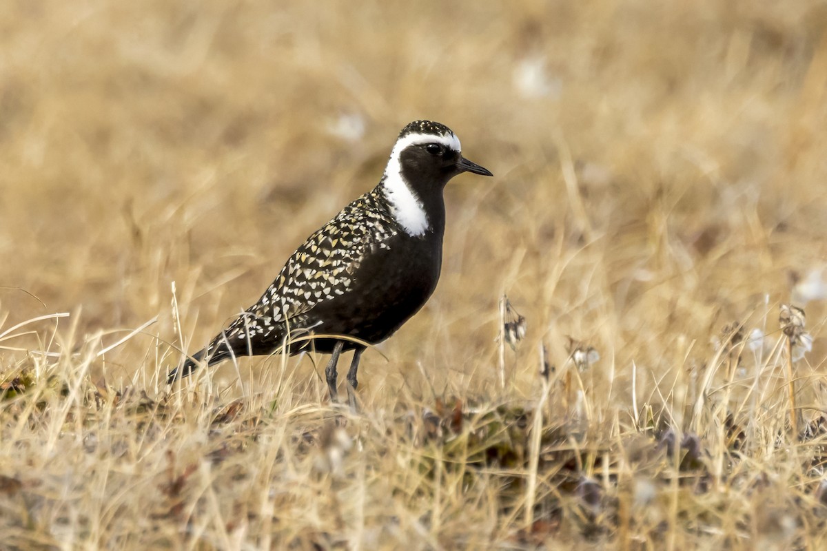 American Golden-Plover - ML587630221