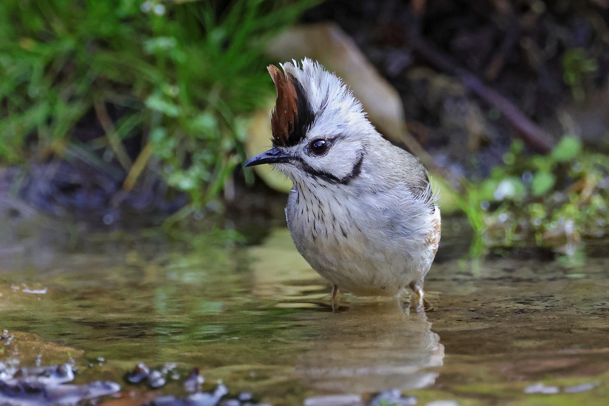 Taiwan Yuhina - Nathan Wall