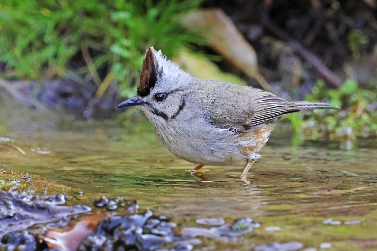 Taiwan Yuhina - Nathan Wall