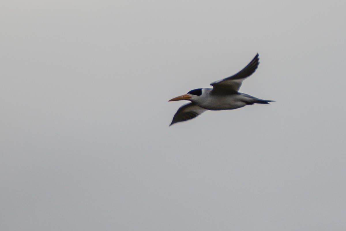 Large-billed Tern - ML587633521