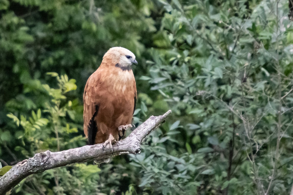 Black-collared Hawk - Diego  Rodríguez