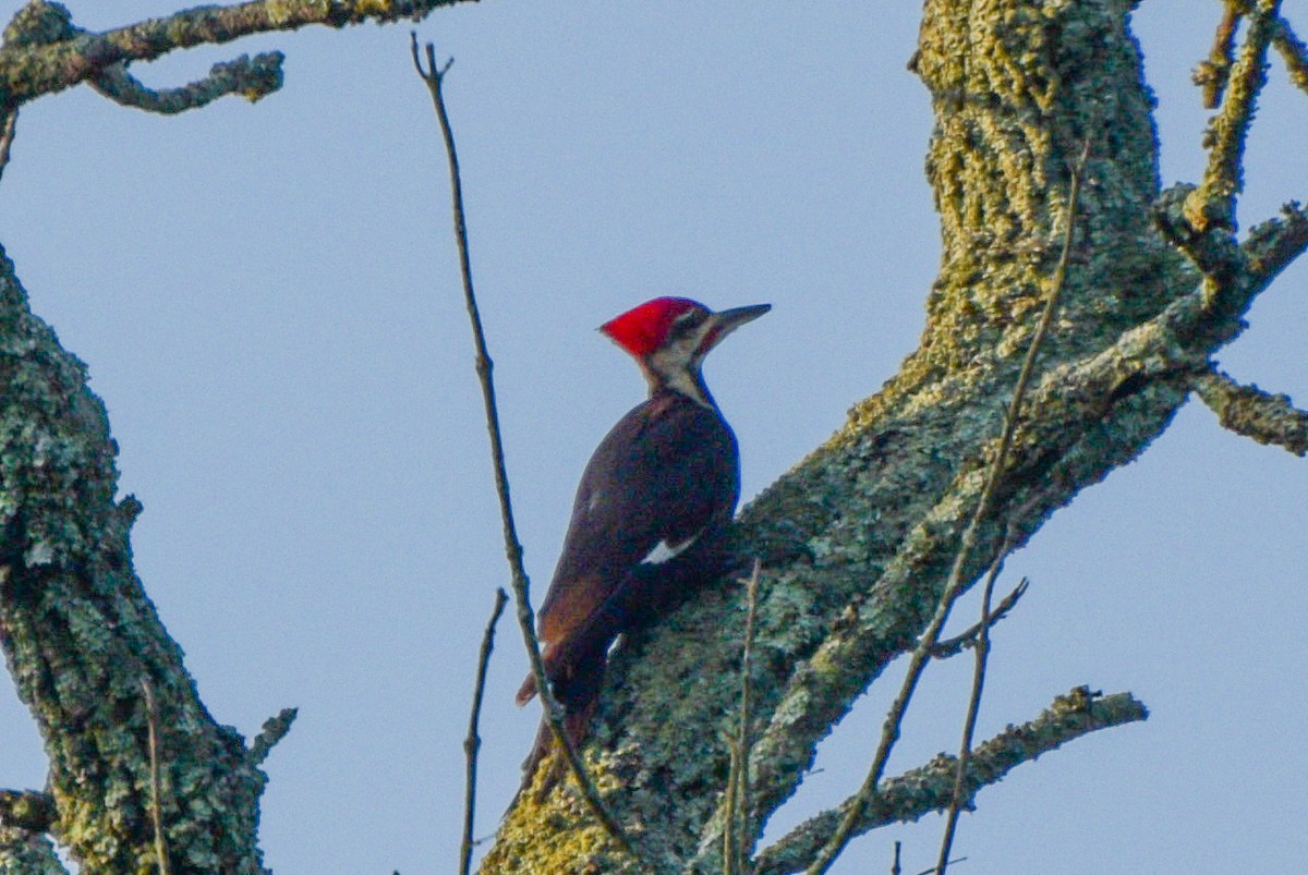 Pileated Woodpecker - joe miller